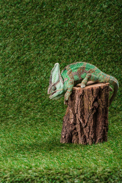 istock side view of beautiful bright green chameleon sitting on stump 1041509992