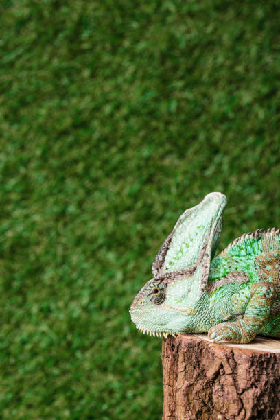 istock side view of exotic green chameleon sitting on stump 1041509994