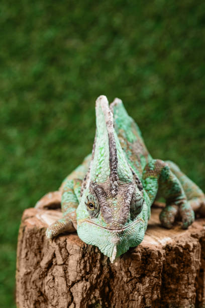 istock funny beautiful bright green chameleon sitting on stump 1041510006
