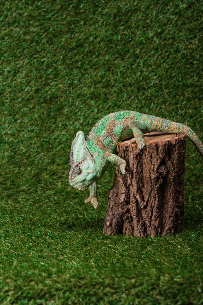 istock side view of beautiful colorful chameleon climbing down stump 1041510008