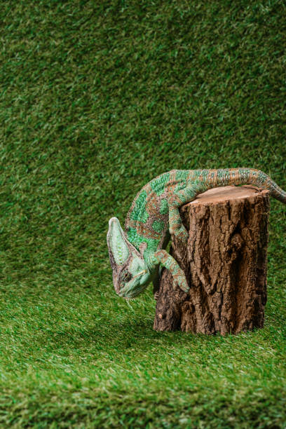 istock side view of beautiful bright green chameleon climbing down stump 1041510010
