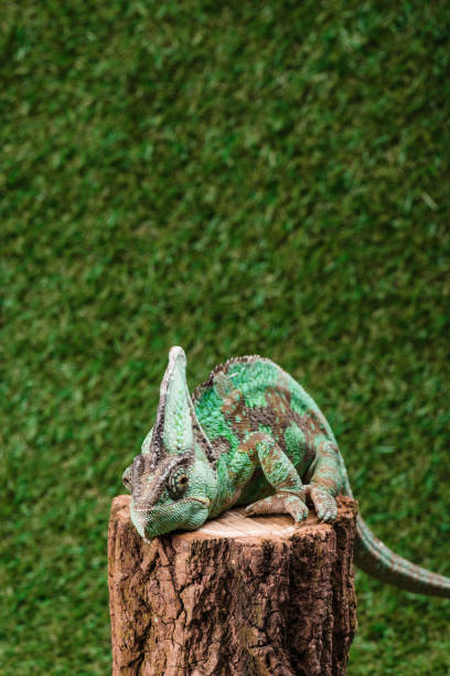 istock beautiful bright green chameleon sitting on stump with green grass as background 1041510012