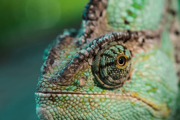 istock close up of beautiful bright green chameleon 1041510026