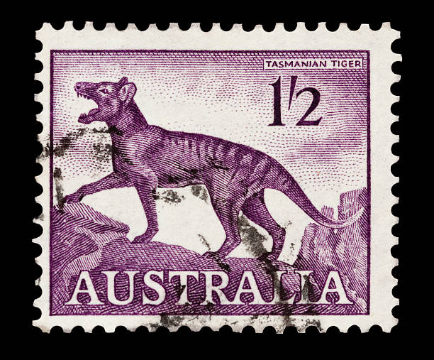 tasmanian tiger stock photo