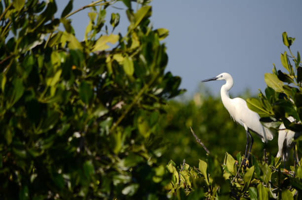 istock Great Egret in Mangrove Forest 1041520610