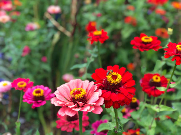 istock A bee on a red flower on garden 1041522852