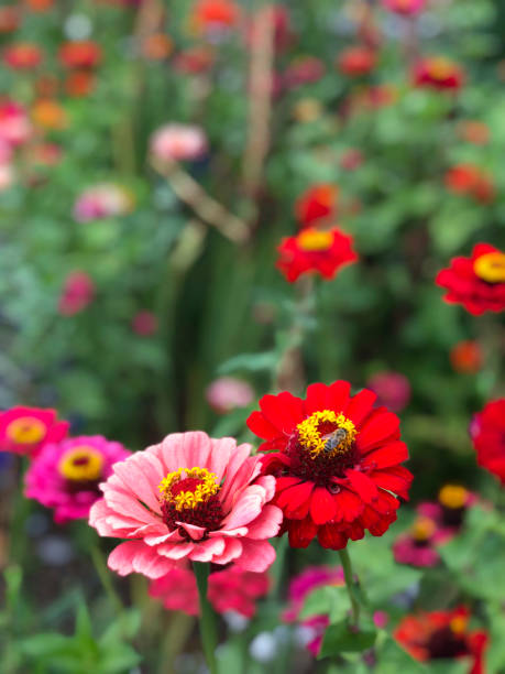 istock A bee on a red flower on garden 1041522856