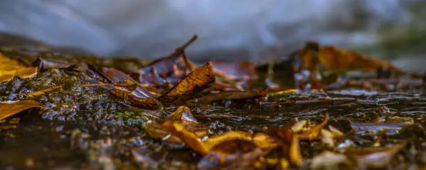 Photo taken at the top of a 100 metre waterfall with fallen leaves inches from being swept down.