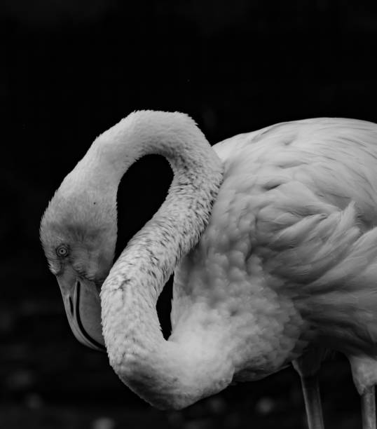 istock Flamingo in black and white 1041526186