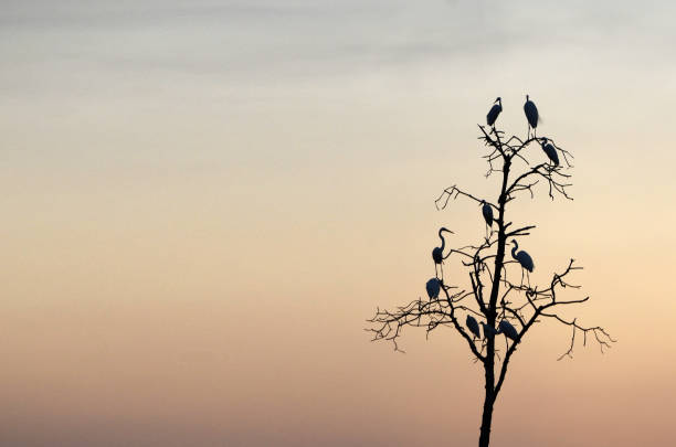 istock Sunset in Mangrove Forest 1041530654