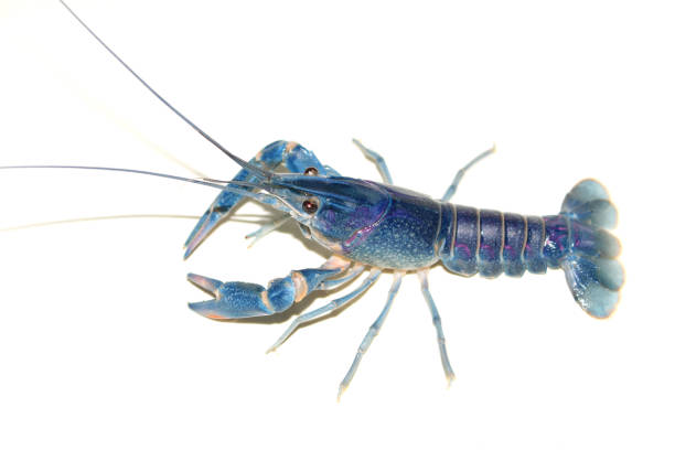 istock blue crayfish Cherax in the aquarium 1041531318