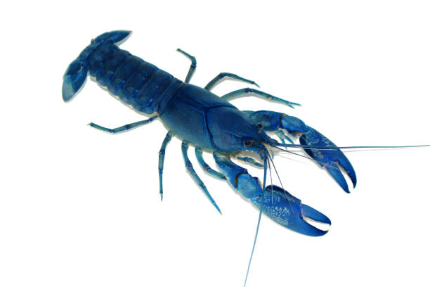 istock blue crayfish Cherax in the aquarium 1041531322