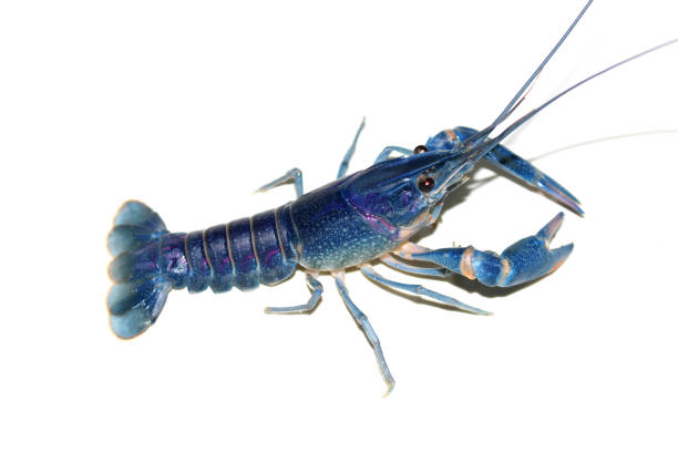istock blue crayfish Cherax in the aquarium 1041531332