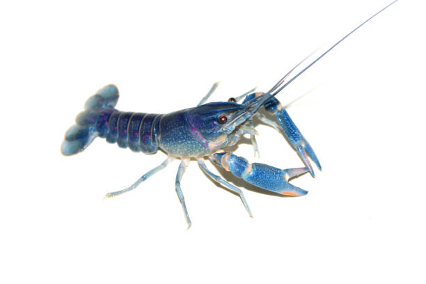 istock blue crayfish Cherax in the aquarium 1041531338
