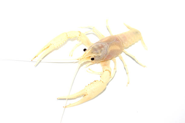 Cymothoa exigua, or the tongue-eating louse, is a parasitic isopod of the family Cymothoidae