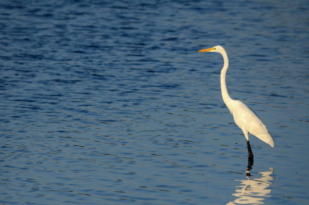 istock Great Egret in Mangrove Forest 1041531892