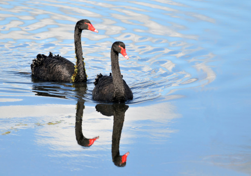 Two Australian black swans are mirrored in close profile in a pond. 