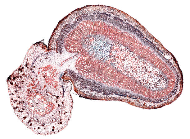 istock cuscuta stem and median - cross section cut under the microscope 1041535636