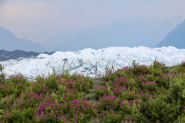 istock Matanuska glacier with the flowers in the front & mountains in the backdrop 1041544832