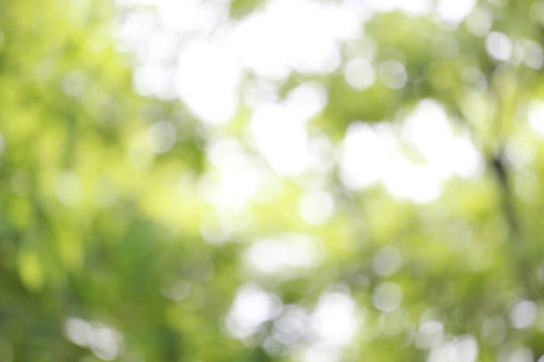 istock Abstract nature bokeh blurred background. 1041548658