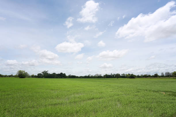 istock Green Paddy fields and blue sky in Agricultural area. 1041549368