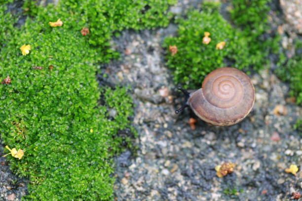 Small snail Crawling on the floor in the garden, Shooting macro photos.
