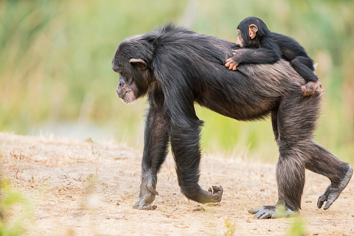 on the back of a Common chimpanzee there is a baby chimpanzee