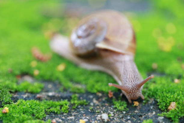 istock Small snail Crawling on the floor in the garden. 1041553742