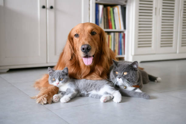 istock Golden retriever and British short Hairy Cat 1041561754