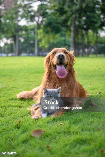 Golden Retriever Und Kätzchen Spielen Auf Der Wiese Stockfoto und mehr Bilder von Hauskatze