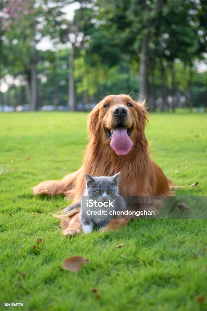 Golden retriever and Kitten playing in the meadow Domestic Cat Stock Photo