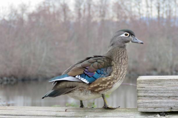 istock Female woodduck 1041564698