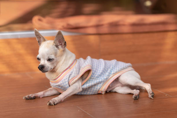 istock Cute chihuahua dog 1041574680