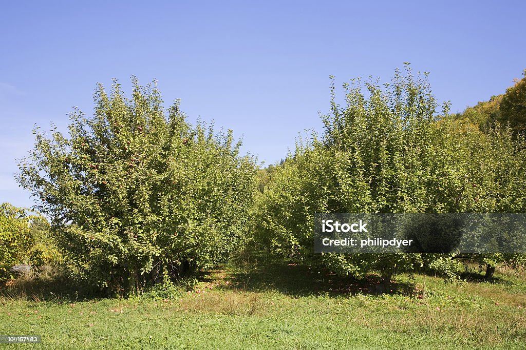 Pomar de Macieiras - Foto de stock de Agricultura royalty-free