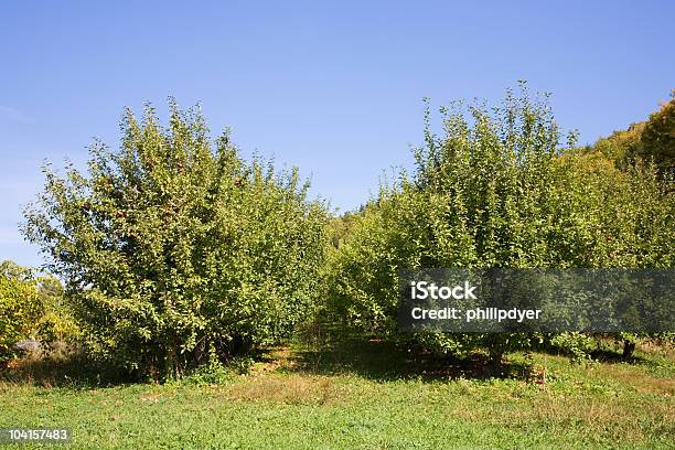 Foto de Pomar De Macieiras e mais fotos de stock de Agricultura - Agricultura, Ajardinado, Azul