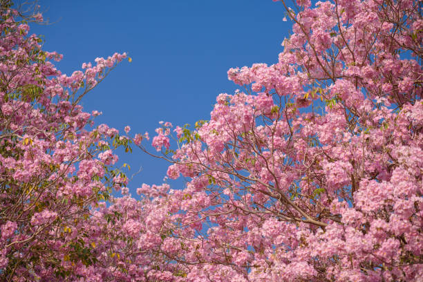 istock Tabebuia rosea is a Pink Flower neotropical tree and blue sky 1041574942