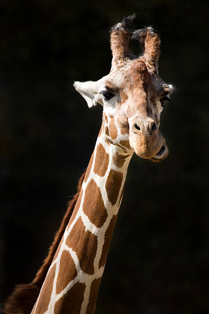 The giraffe, Giraffa camelopardalis is an African even-toed ungulate mammal, the tallest of all extant land-living animal species, and the largest ruminant.