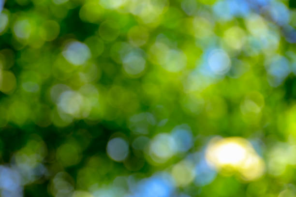 istock Bokeh background cause of light pass thru the leaves trees 1041579232