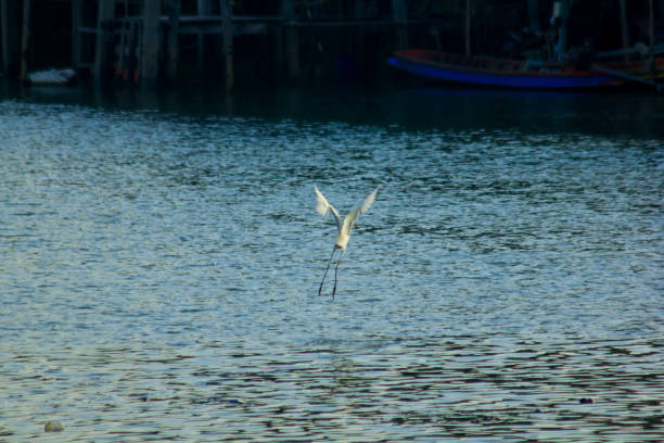 White Ardeidae are flying over the water to find food.