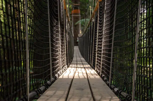 Bridge hanging from tall redwood trees in the morning in a forest near Rotorua, New Zealand