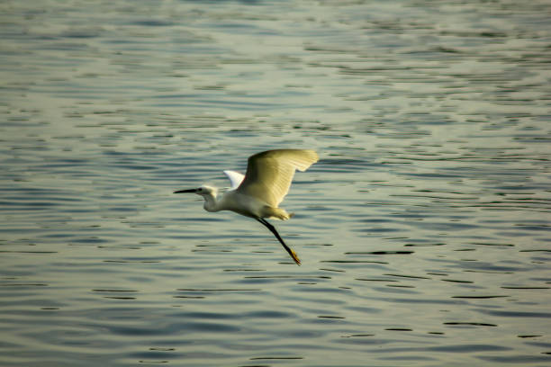 White Ardeidae are flying over the water to find food.