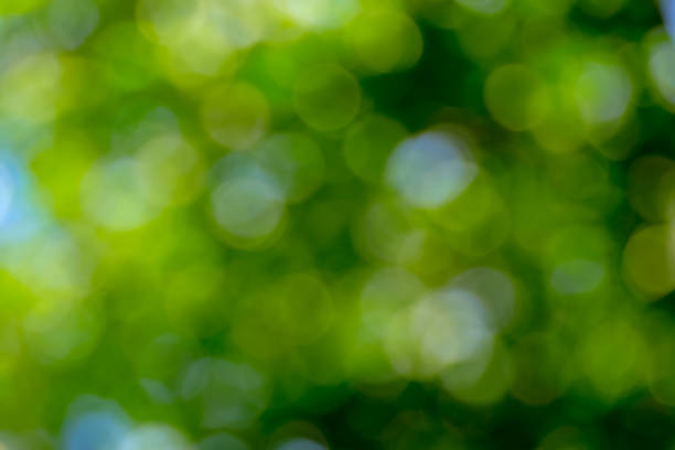 istock Bokeh background cause of light pass thru the leaves trees 1041580200
