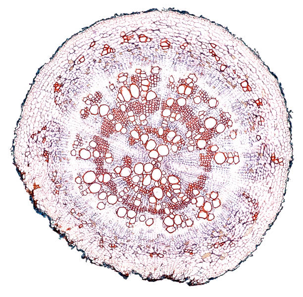 istock helix ivy soil root - cross section cut under the microscope 1041582370