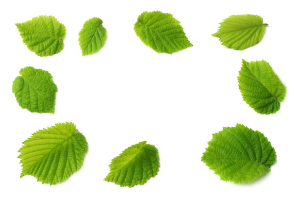 istock hazelnut leaves isolated on white background. top view 1041582648