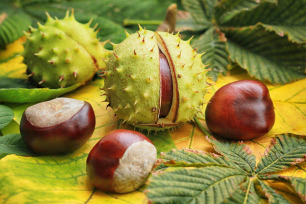 castagne di cavallo sul fogliame autunnale - castagno foto e immagini stock