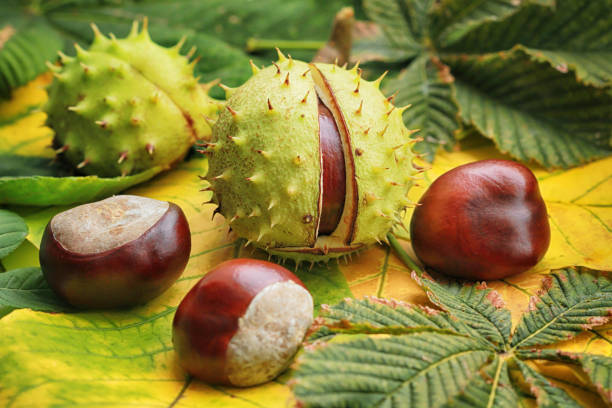 Horse chestnuts on autumn foliage Horse chestnuts on autumn foliage close-up, autumn background aesculus hippocastanum stock pictures, royalty-free photos & images