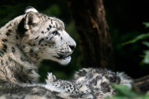 istock Snow leopard mother with cub. (Panthera uncia) 1041588332