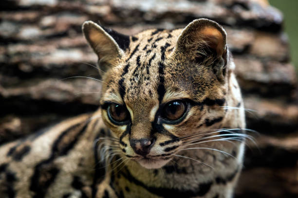 istock Margay, Leopardis wiedii 1041588344