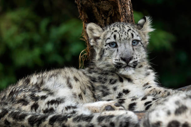 Baby snow leopard (Panthera uncia). Young snow leopard.