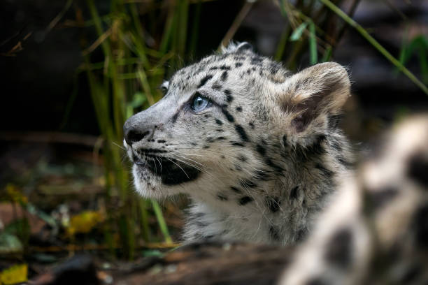 istock Baby snow leopard (Panthera uncia). Young snow leopard. 1041588380